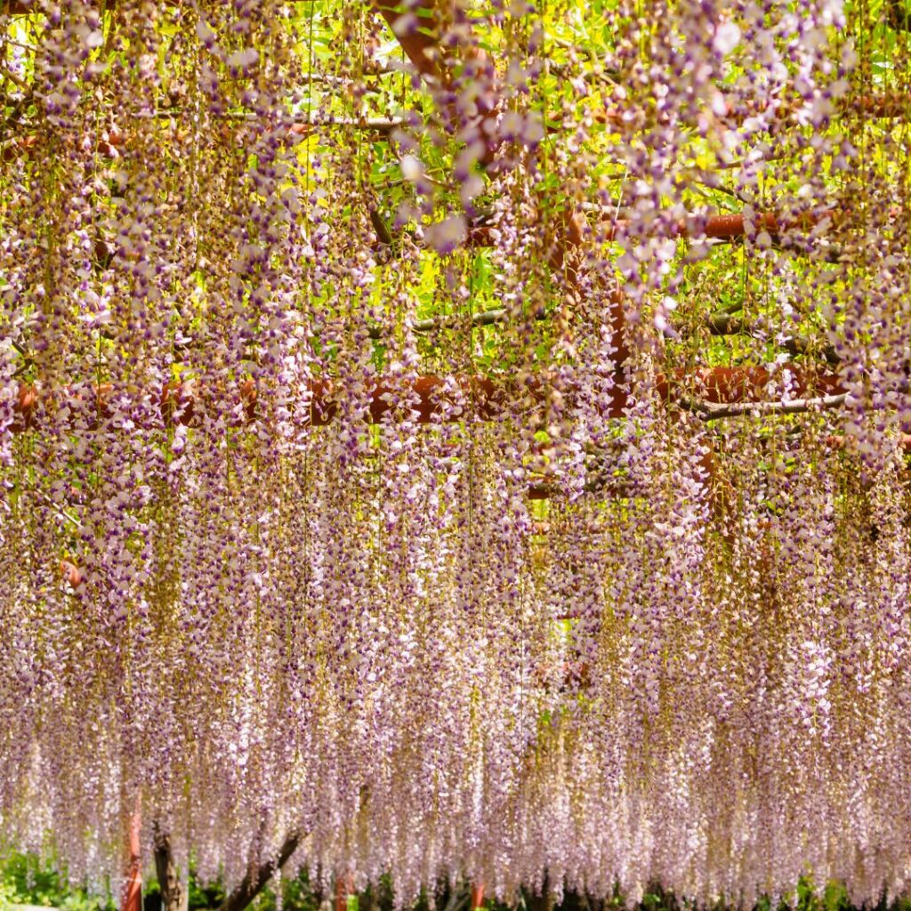 あしかがフラワーパークの画像