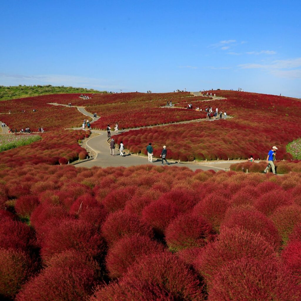 ひたち海浜公園の画像